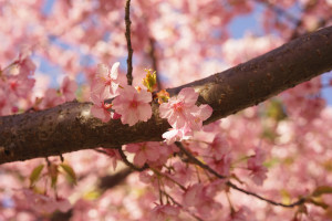 美和桜　2015 ②